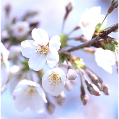 Pom Fructifer Cires Bing Anul 3 | BulbShop.ro