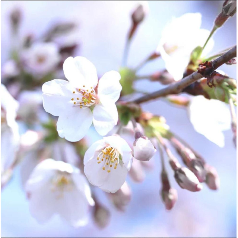 Pom Fructifer Cires Bing Anul 3 | BulbShop.ro