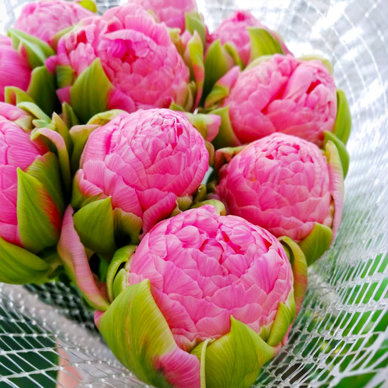 Bulbi Lalele Strawberry Cream Royal 12+ (Bătute) | Bulbshop.ro