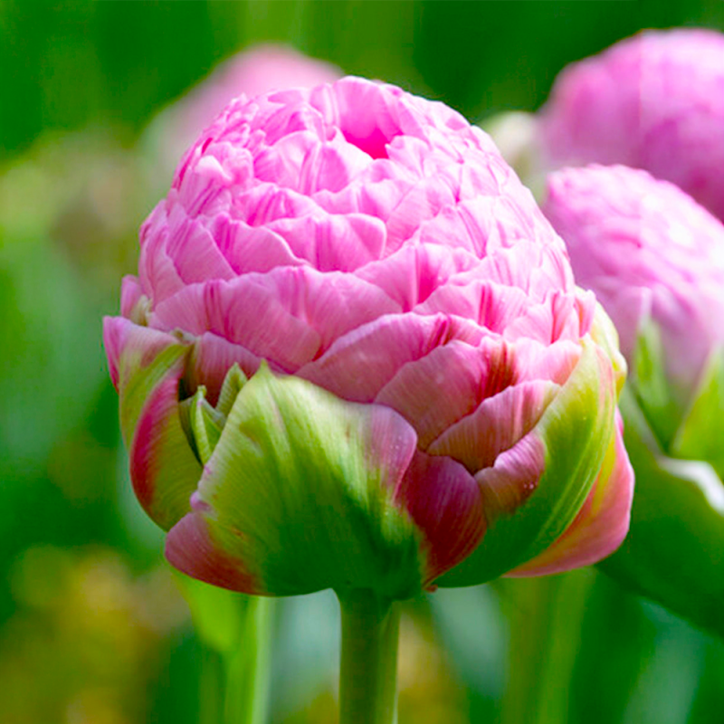 Bulbi Lalele Strawberry Cream Royal 12+ (Bătute) | Bulbshop.ro