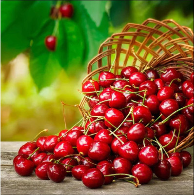 Pom Fructifer Cires Coral Champagne Anul 3 | BulbShop.ro