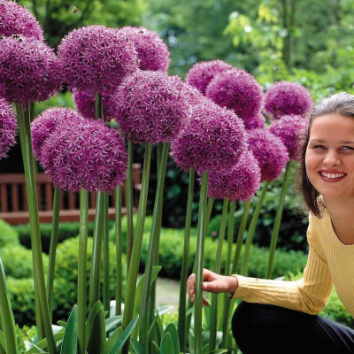 Allium "Globmaster" | Bulbi de Alium: Ceapa Ornamentala.