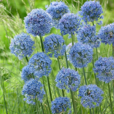 Alium "Caeruleum": Bulbi de Ceapă Ornamentală Albastră.