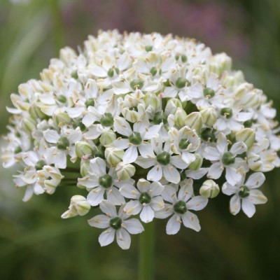 Alium "Nigrum": Bulbi de Ceapă Ornamentală Flori Albe.