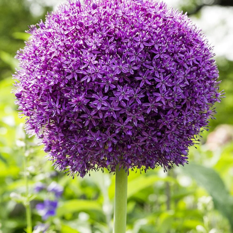 Alium "Ambasador": Bulbi de Ceapă Ornamentală Mov.