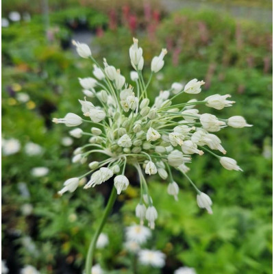 Allium Calimischon: Bulbi de Ceapă Ornamentală Roz Unic.