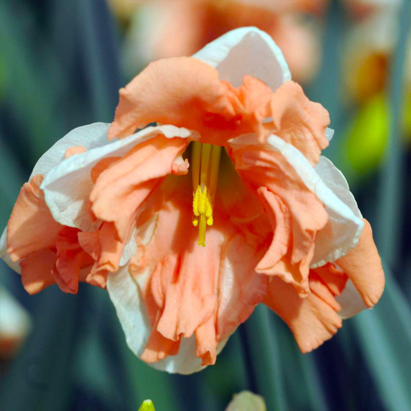Bulbi Narcise Apricot Whirl 14/16 Jumbo (Coroană Caisă, Olanda)