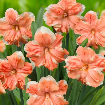 Bulbi Narcise Apricot Whirl 14/16 Jumbo (Coroană Caisă, Olanda)