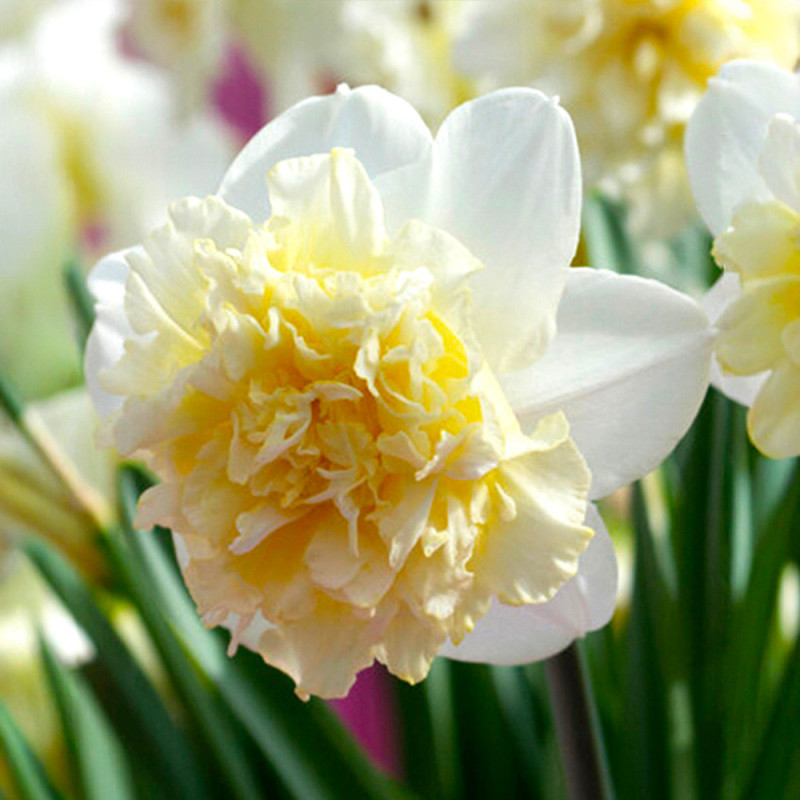 Bulbi Narcise Ice King - Flori Bătute Alb-Crem