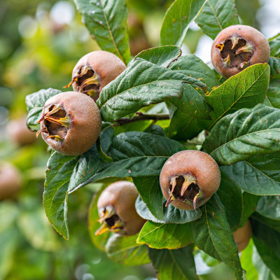Moșmon Românesc (Mespilus Germanica) - Pom Fructifer Anul 3