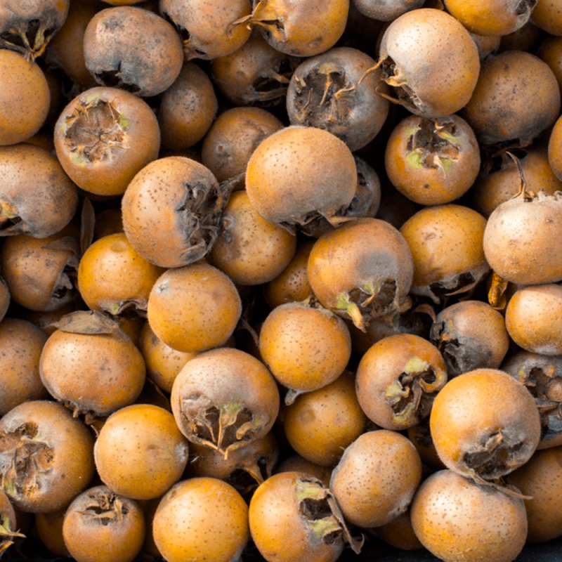 Moșmon Românesc (Mespilus Germanica) - Pom Fructifer Anul 3