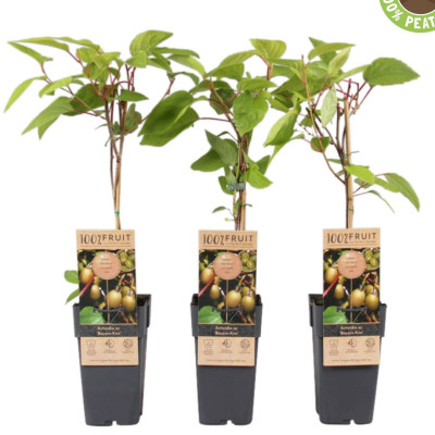 Kiwi Autofertil "Deliciosa" Ghiveci P9 Înălțime 20-30cm