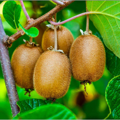 Kiwi Autofertil "Deliciosa" Ghiveci 2L ÃŽnÄƒlÈ›ime 50-60cm
