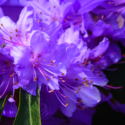 Azaleea (Rhododendron) 'Azurika' - Ghiveci 5L - H 40-60 cm - Bulbshop