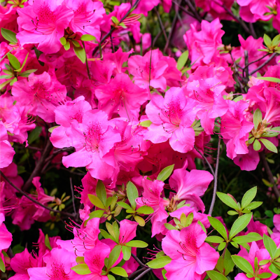 Azalea Roz "Konings-stein" Ghiveci P9