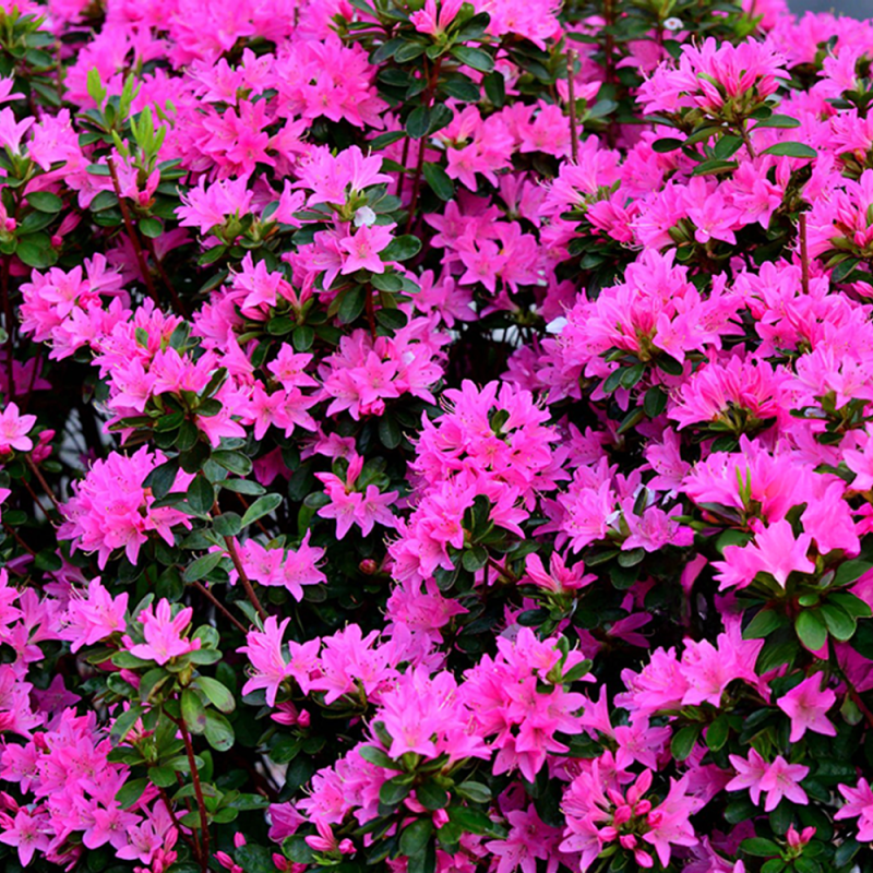 Azalea Roz "Konings-stein" Ghiveci P9