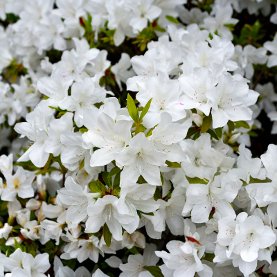 Azalea Roz "Pleasant White" Ghiveci P9