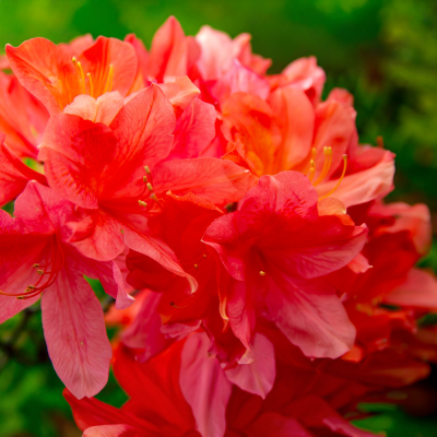 Azalea Portocalie "Geista Orange" Ghiveci P9
