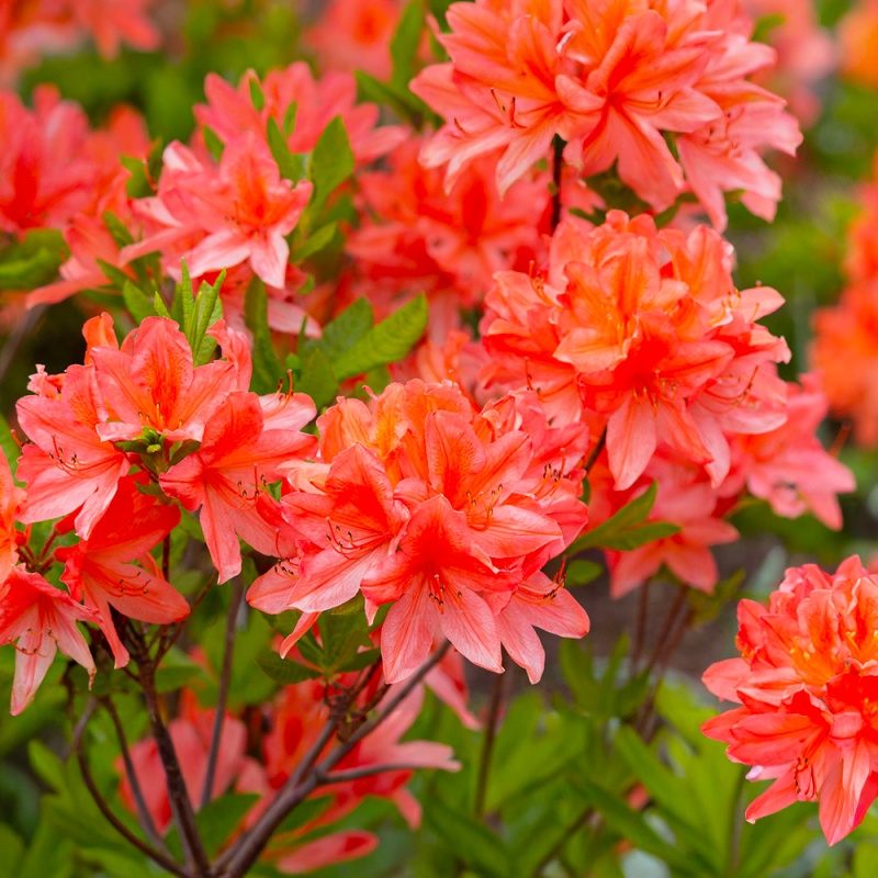 Azalea Portocalie "Geista Orange" Ghiveci P9