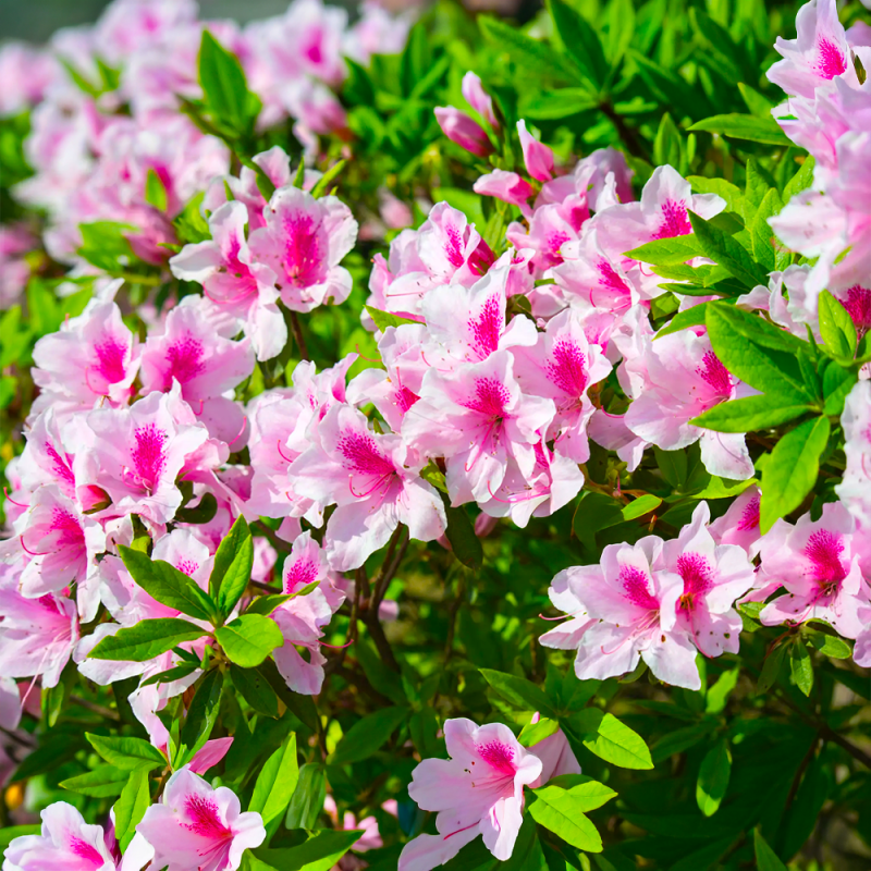 Azalea Portocalie "Geista Orange" Ghiveci P9