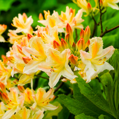 Azalea Aurie "Golden Flare" Ghiveci P9