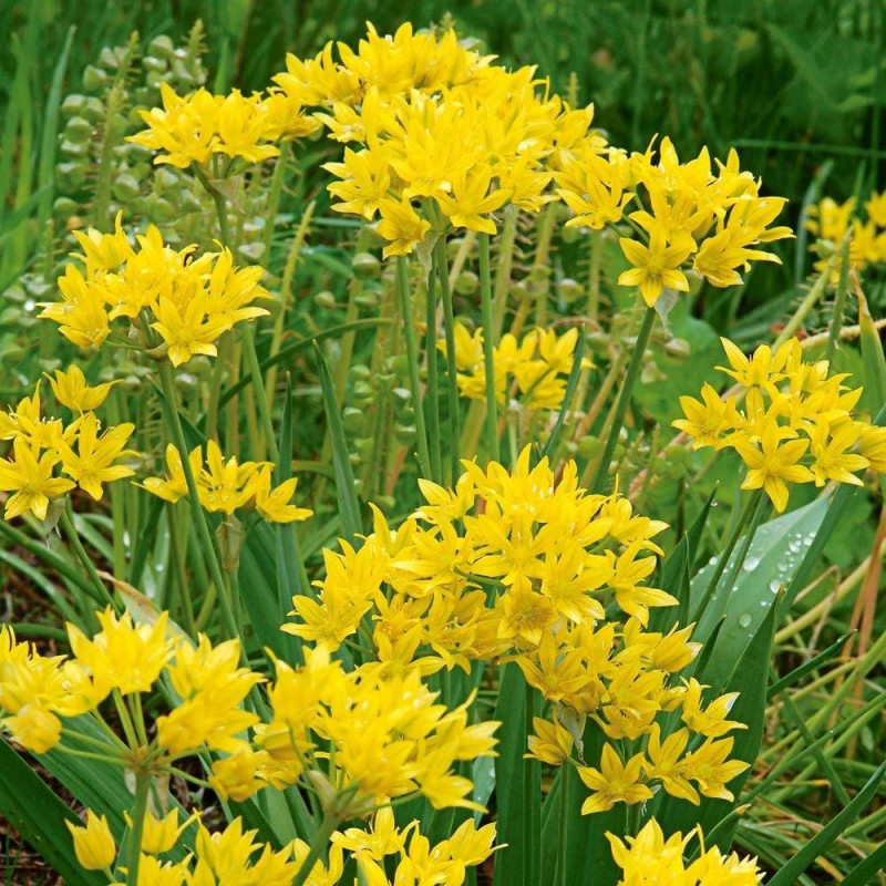 Allium "Molly" Galben | Bulbi de Alium: Ceapa Ornamentala.