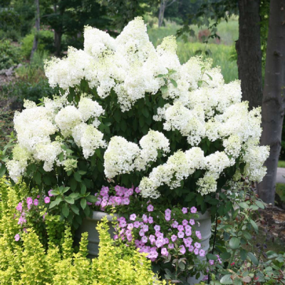 Hortensie Paniculata Bobo Alba Ghiveci P9 20-30cm - Bulbshop