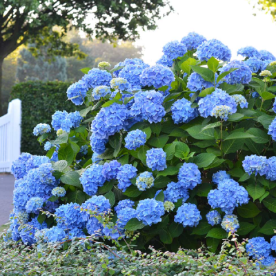 Hortensie "Endless Summer" Ghiveci 2L 40-50cm