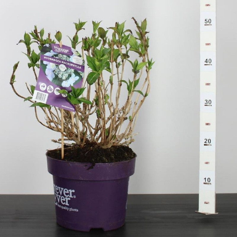 Hortensie la Ghiveci , calibru la livrare