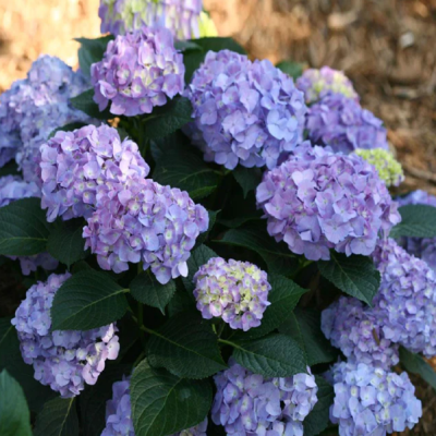 Hortensie Macrophylla Let's Dance Blue Ghiveci P9 - Bulbshop