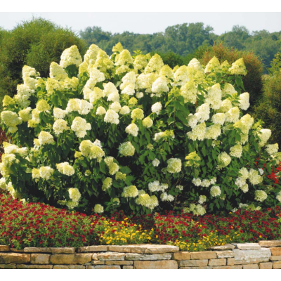 Hortensie Paniculata Limelight Shrub Ghiveci P9  - Bulbshop
