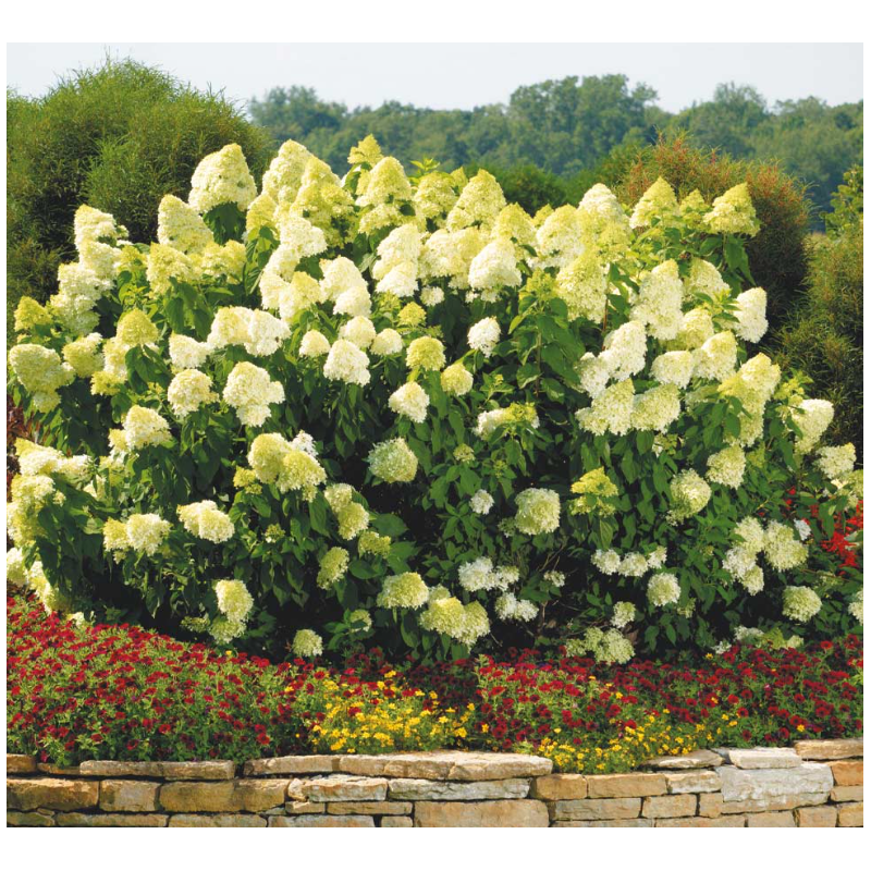 Hortensie Paniculata Limelight Shrub Ghiveci P9  - Bulbshop