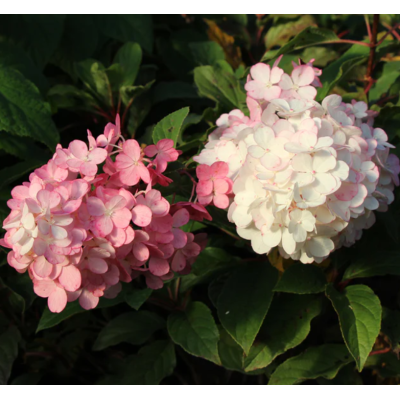 Hortensie Pomisor Vanilla Strawberry Ghiveci P9 20-30cm - Bulbshop