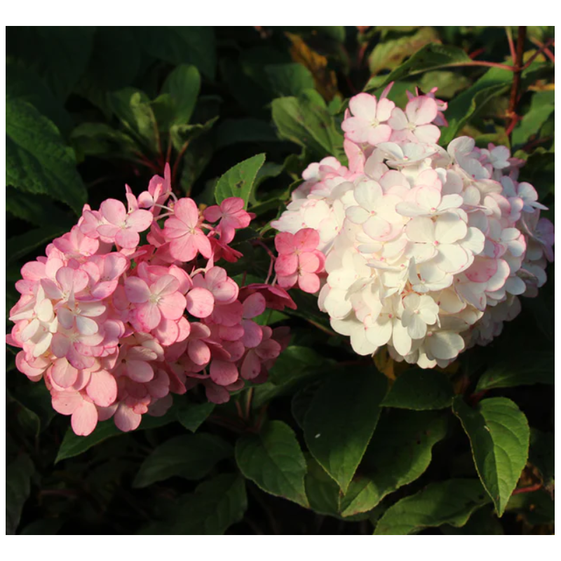 Hortensie Pomisor Vanilla Strawberry Ghiveci P9 20-30cm - Bulbshop