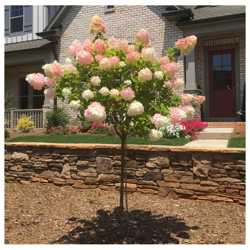 Hortensie Pomisor Vanilla Strawberry Ghiveci P9 20-30cm - Bulbshop