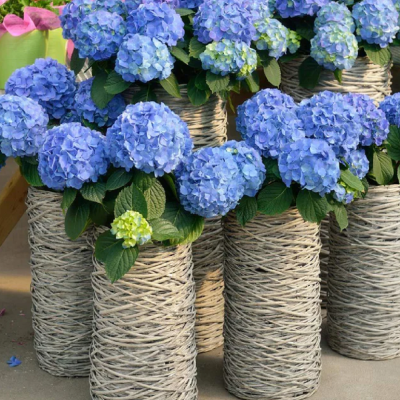 Hortensie "Blue Summer" Ghiveci 2L 40-50cm