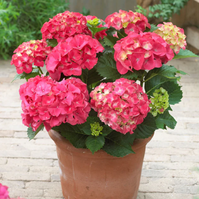 Hortensie Macrophylla Red Sensation Ghiveci P9  - Bulbshop