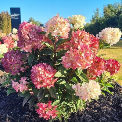 Hortensie Macrophylla Red Pink Fraseri Ghiveci P9 20-30cm - Bulbshop