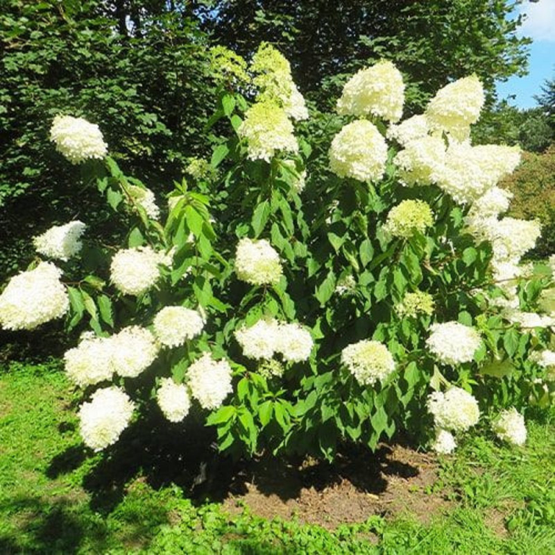 Hortensie Paniculata Phantom Ghiveci P9 20-30cm - Bulbshop