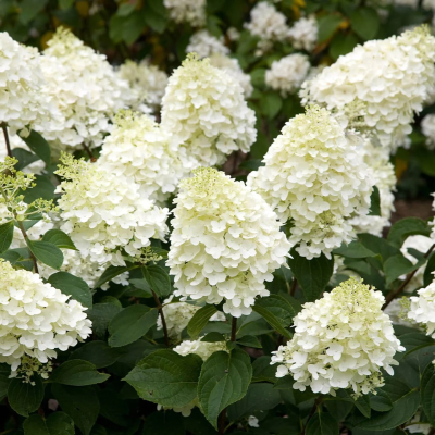 Hortensia Paniculata "Silver Dollar" - Ghiveci P9