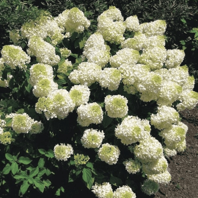 Hortensie Paniculata Silver Dollar Ghiveci P9 20-30cm - Bulbshop