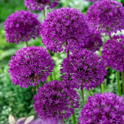 Bulbi Allium: Ceapă Ornamentală Alium Mov.