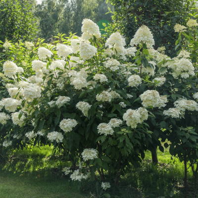 Hortensia Paniculata "Phantom" - Ghiveci P9 - Bulbshop