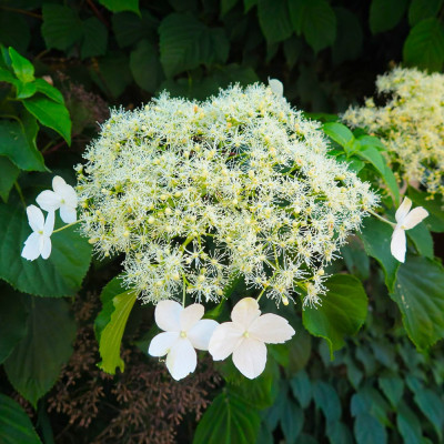 Hortensie Cățăratoare Petiolaris Ghiveci P9 20-30cm - Bulbshop