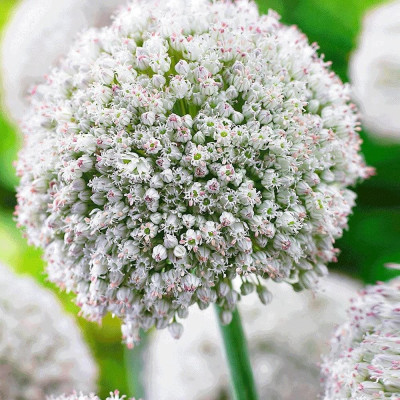 Alium: Bulbi de Ceapă Ornamentală Alb Impunator.