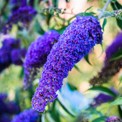 Liliac de vara Buddleja Nanho Blue Ghiveci P9 20-30cm - Bulbshop