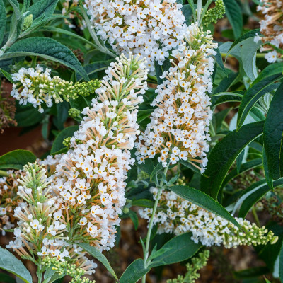 Liliac de vara Buddleja White Profusion Ghiveci P9 20-30cm - Bulbshop