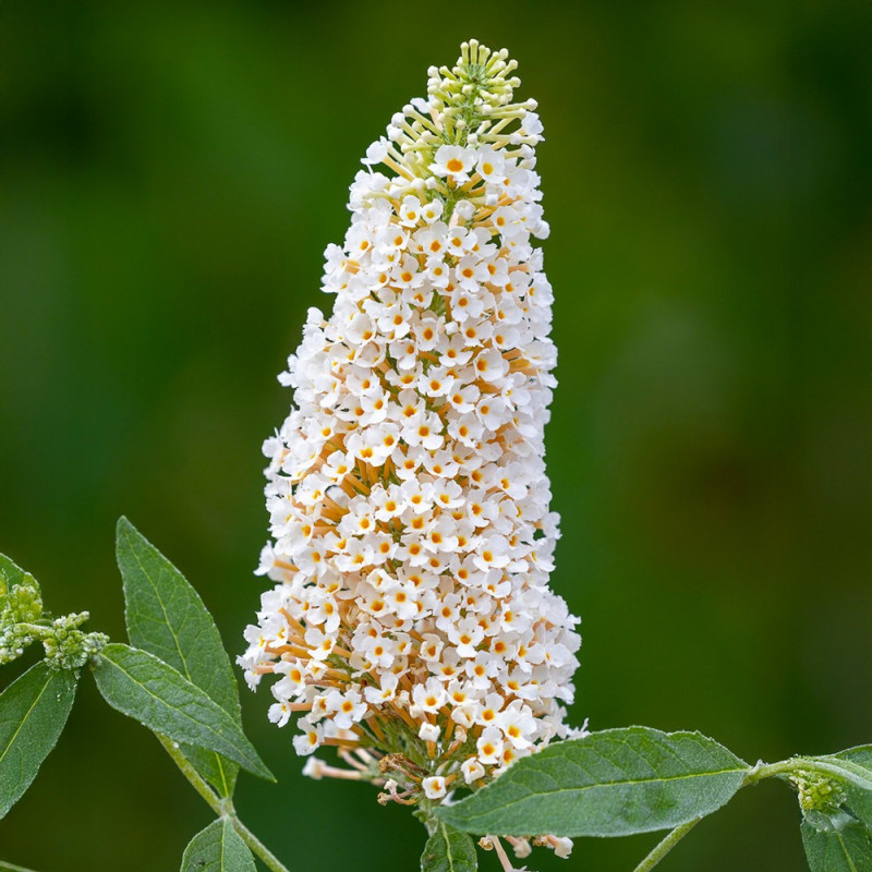 Liliac de vara Buddleja White Profusion Ghiveci P9 20-30cm - Bulbshop