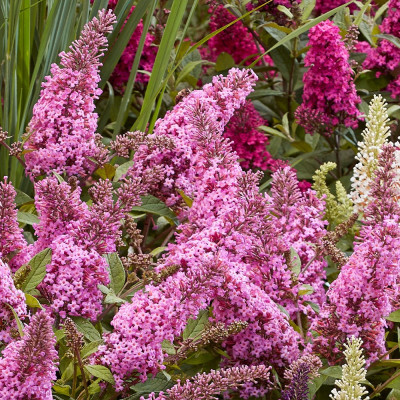 Liliac de vara Buddleja Pink Delight Ghiveci P9 20-30cm - Bulbshop