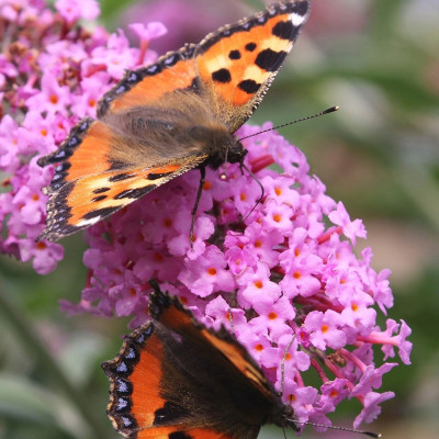 Liliac de vara Buddleja Pink Delight Ghiveci P9 20-30cm - Bulbshop